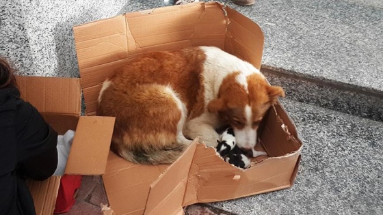 Tünelde doğum yapan köpek ve yavruları son anda kurtarıldı