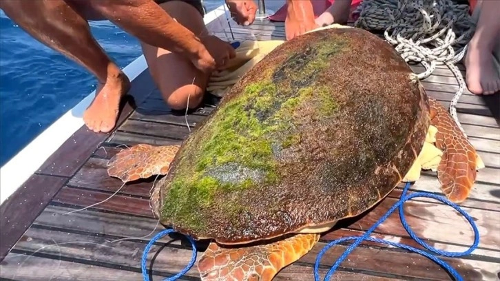 Tur teknesi kaptanı 4 günde ikinci kez deniz kaplumbağası kurtardı