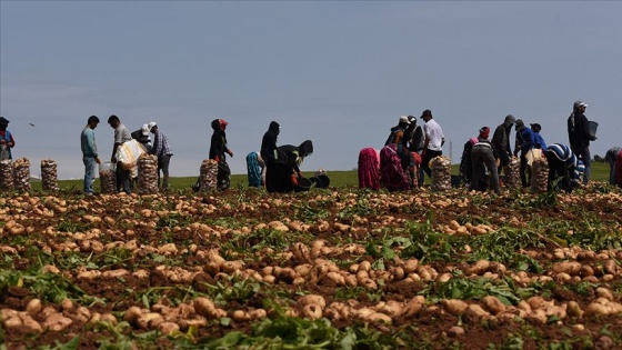 Turfanda patates hasadı devam ediyor