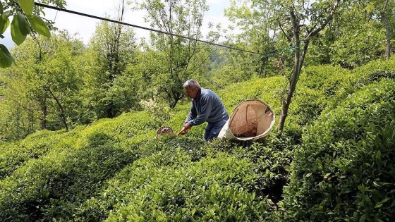 Türk çayı 85 ülkeye satıldı