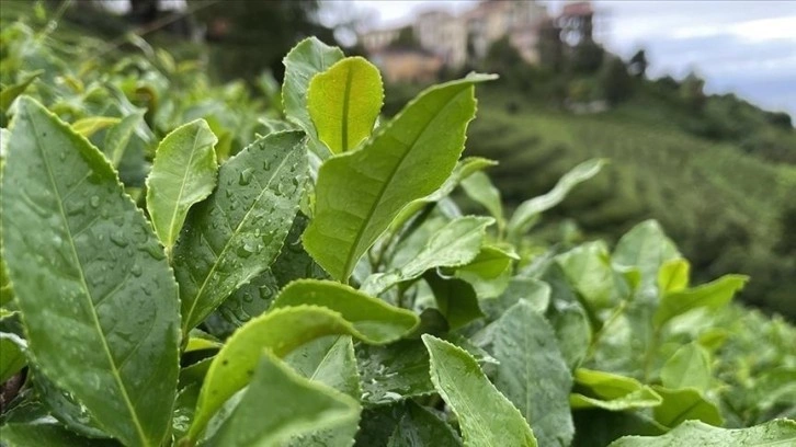 Türk çayının 4 aylık ihracatı 10,4 milyon doları aştı