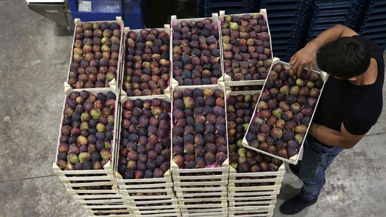 Türk inciri hava kargoyla 'uçtu'