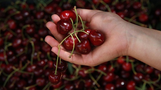 Türk kirazı hava kargoyla dünyaya açıldı