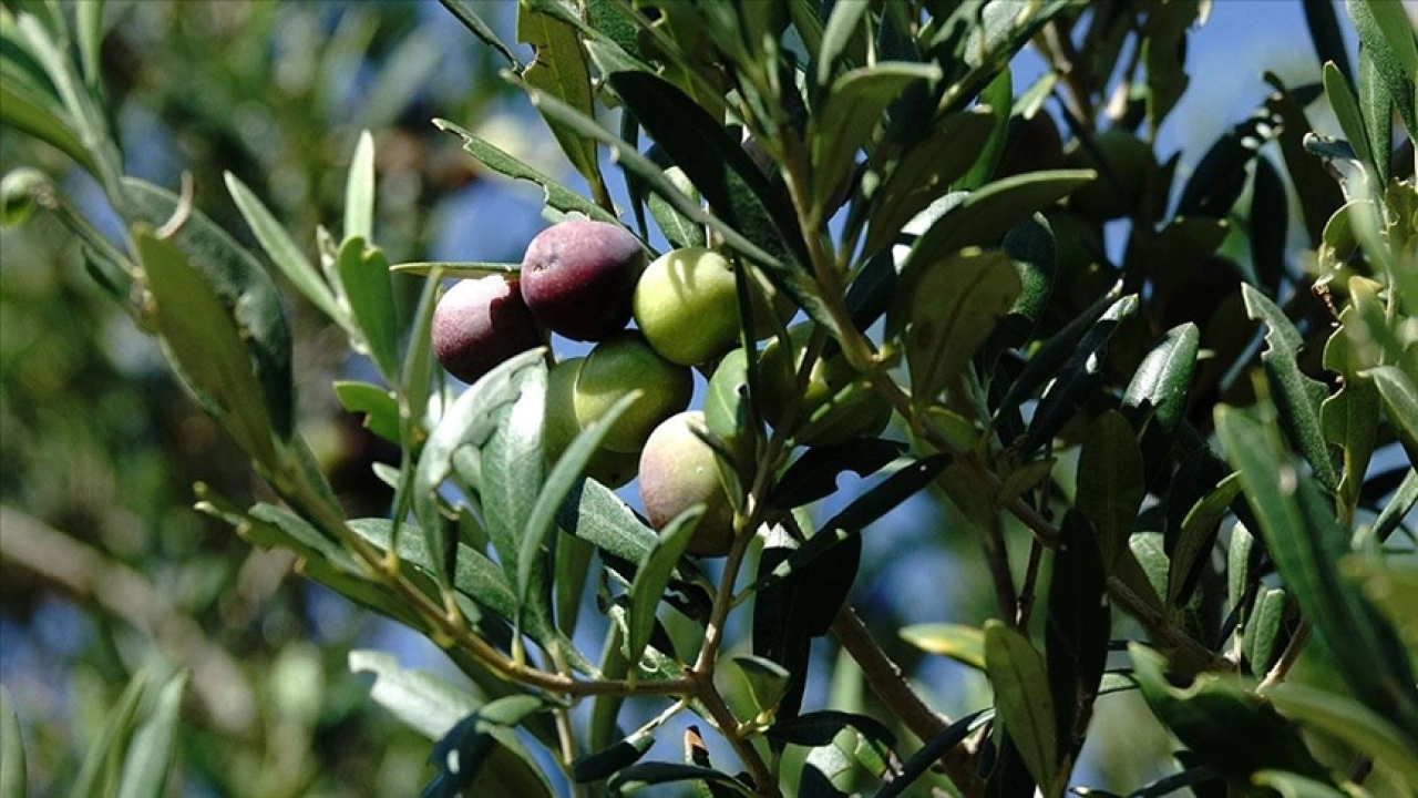 Türkiye'de 750 bin ton sofralık zeytin, 475 bin ton da zeytinyağı rekoltesi bekleniyor