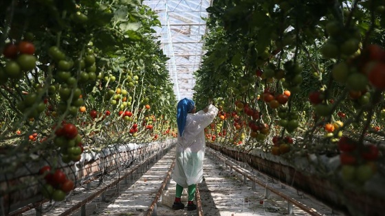 Türkiye jeotermal serada dünya lideri