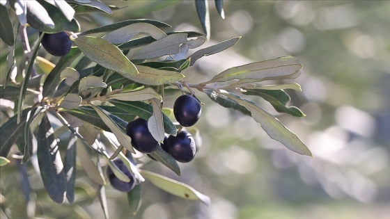 Türkiye'nin bu sezon sofralık zeytin ihracatı 150 milyon doları aştı