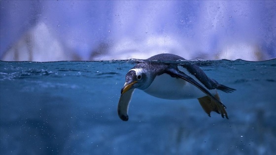 Türkiye&#039;nin ikinci bebek kutup pengueni ilgi odağı oldu