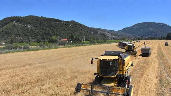 Türkiye'nin ilk buğday hasadı Dalaman TİGEM'de başladı