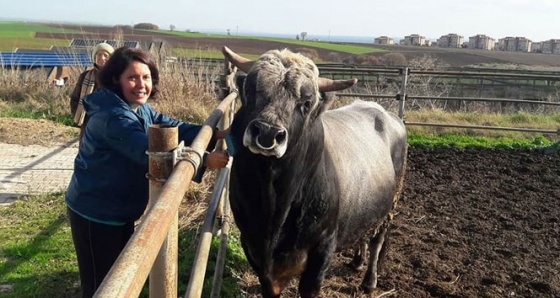 Türkiye’nin ilk klon sığırları Tekirdağ’a getirildi