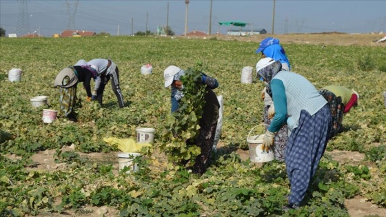 Türkiye'nin kornişon deposunda üreticinin yüzü gülüyor