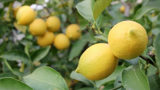 Türkiye&#039;nin limon ihracatı 7 ayda yüzde 59 arttı