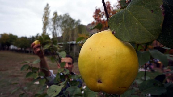 Türkiye'nin Rusya'ya ayva ihracatı 2 kat arttı