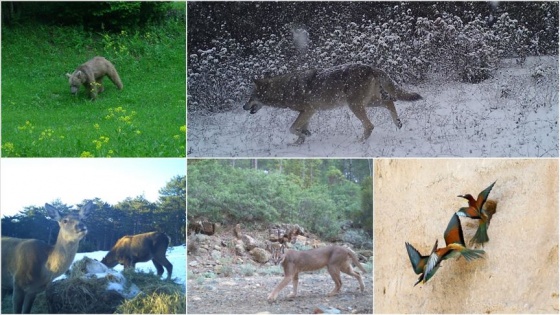 Türkiye'nin yaban hayatı zenginliği fotokapanlara yansıdı