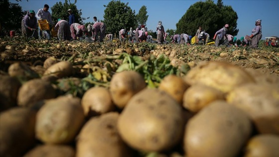 'Türkiye patates üretiminde dünyada ilk 10'da'