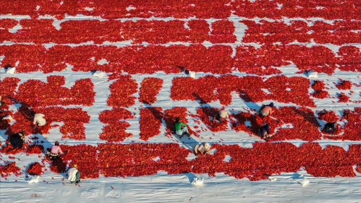 Türkiye'den yılın ilk yarısında 69 milyon 123 bin dolar kuru domates ihracatı