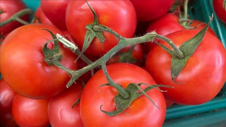 Türkiye'nin 9 aylık domates ihracatı 2022'nin tamamındaki dış satımı geçti