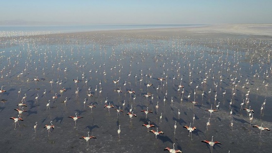 Tuz Gölü'nde flamingo şöleni