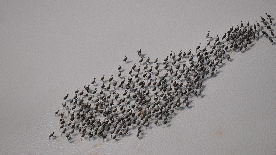Tuz Gölü'nde yavru flamingoların yürüyüşü başladı