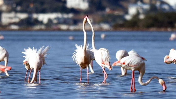 Tuzla Sulak Alanı'na flamingo akını