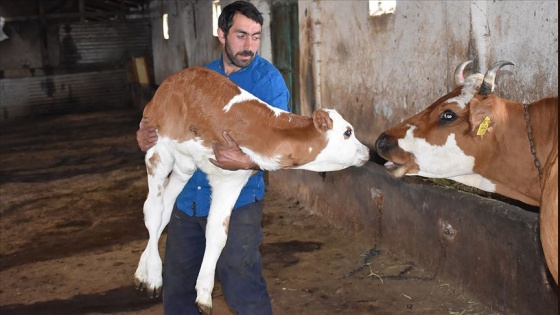 Üç ayaklı 'Şifa'ya bebek gibi bakım