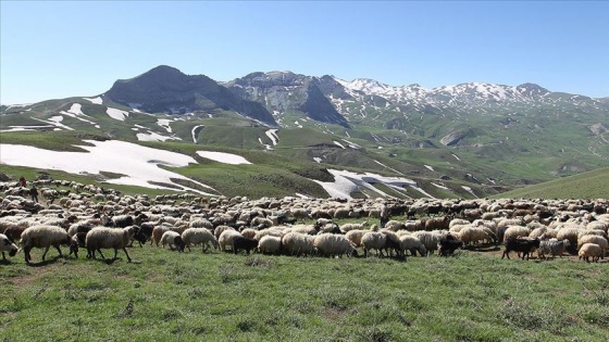 Üç bin rakımlı yaylalarda yetiştirilen kurbanlıklar pazar yolculuğu hazırlığında