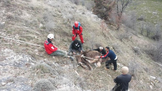 Uçurumdan yuvarlanan inekleri AKUT kurtardı