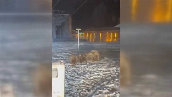 Uludağ'da ayılar yerleşim yerlerinde yiyecek ararken görüntülendi