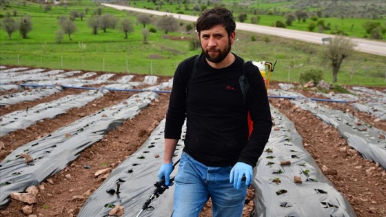 Üniversite öğrencisi, girişimcilik dersi ödevinden yola çıkıp köyünde çilek tarlası oluşturdu