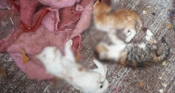 Uşak’ta 17 kedi parçalanmış halde bulundu