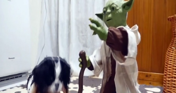 Usta Yoda'dan kedilere ders