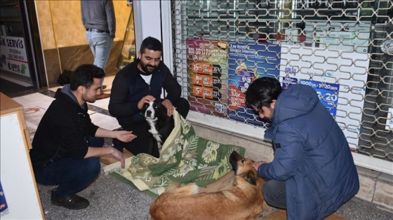 Üşüyen köpekleri ısıtıp karınlarını doyurdular