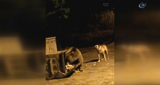 Uudağ'da köpekler ayıyı böyle kovaladı