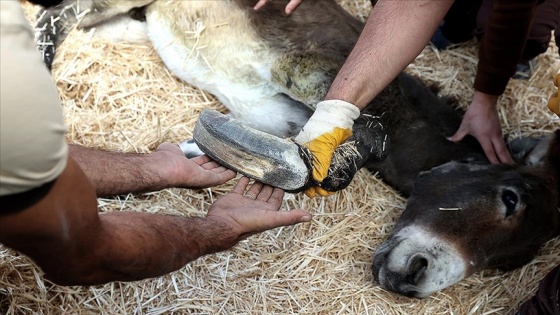 Uzayan tırnakları nedeniyle ayakta duramayan eşeğe Belediye sahip çıktı