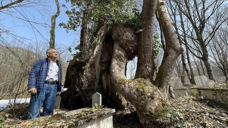 Üzerinde 'Allah' lafzı bulunan 350 yaşındaki çınar ağacı koruma altına alındı