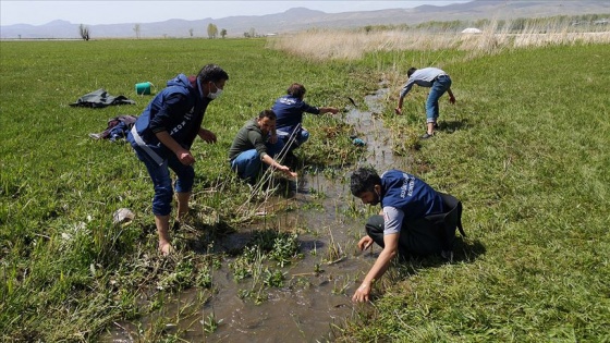 Van'da sulama kanalındaki 3 ton inci kefali kurtarıldı