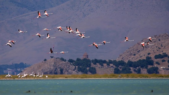 Van Gölü'nde flamingoların görsel şöleni