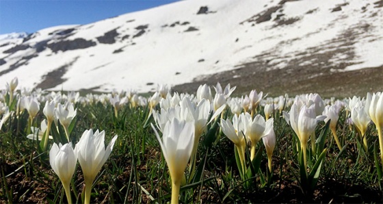 Van’ın iki güzel yüzü