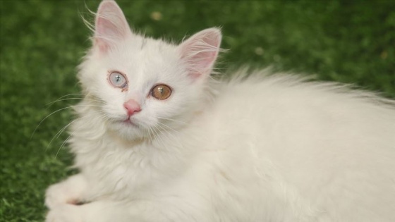 Van'ın 'Nazlı' kedisi 10 yavru doğurdu