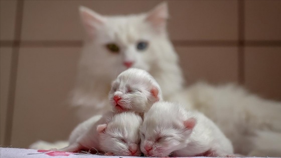 Van kedileri 2021'in ilk yavrularını dünyaya getirdi