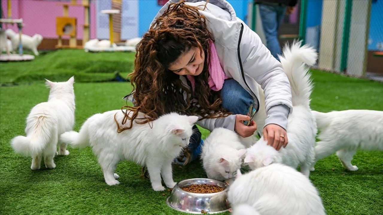 Van kedilerinin yaşadığı "Kedi Villası" yılda ortalama 200 bin ziyaretçiyi ağırlıyor