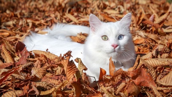 Van kedisi 'Su' en güzel kedi seçildi