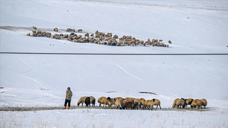 Van'da besiciler kışın zorluklarına rağmen hayvanların bakımını ihmal etmiyor