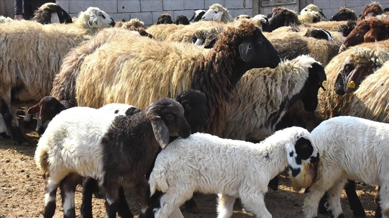 Vanlı çiftçi, süngerleme yöntemiyle kuzu sayısını arttırdı