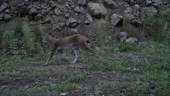 Vaşak fotokapanla görüntülendi