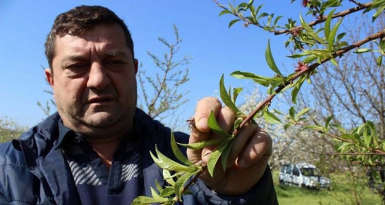 Vatandaş bu yıl yiyecek şeftali bulamayacak