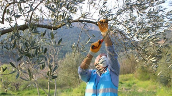 Vefa Grubu üyeleri Hüseyin amcanın zeytin ağaçlarını budadı