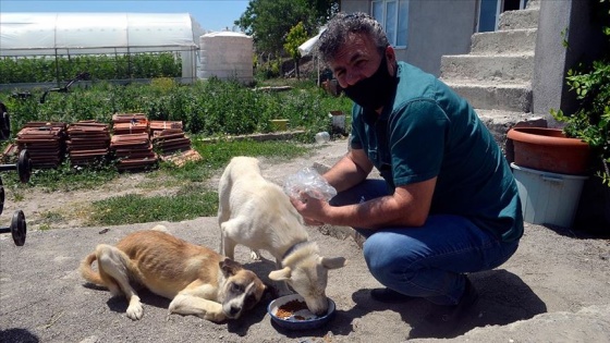 Veteriner hekimden sokak hayvanları için 'askıda mama' uygulaması