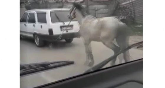 Vicdansız sürücü atını aracının arkasına bağlayıp ana yolda koşturdu