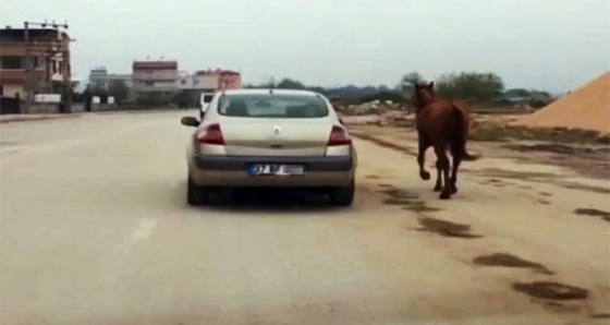 Vicdansızlık: Atı otomobiline bağlayıp koşturdu