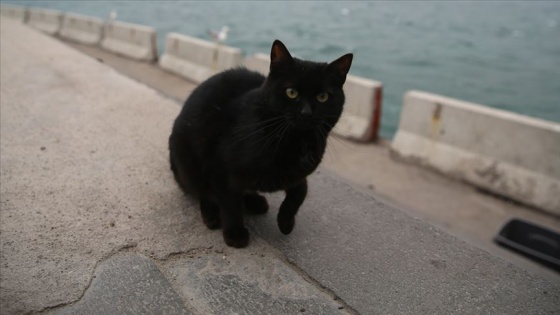 Vietnam'da siyah kedileri öldürüp 'Kovid-19'a çare diye yiyorlar' iddiası